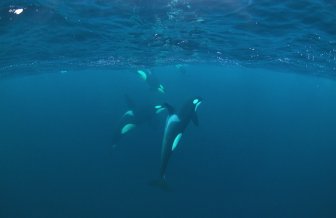 NOR-SeaSafari